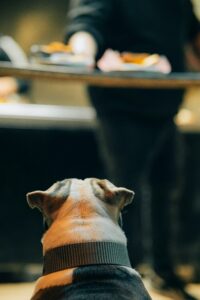 Doggo takes in the bar scene