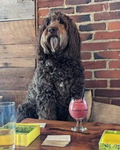 Handsome Pup at Bushel & Bee Leavenworth Photo from Bushel & Bee Website