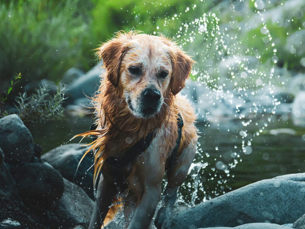 Good Old Boy Doggo Playing in Water in the dog days of summer