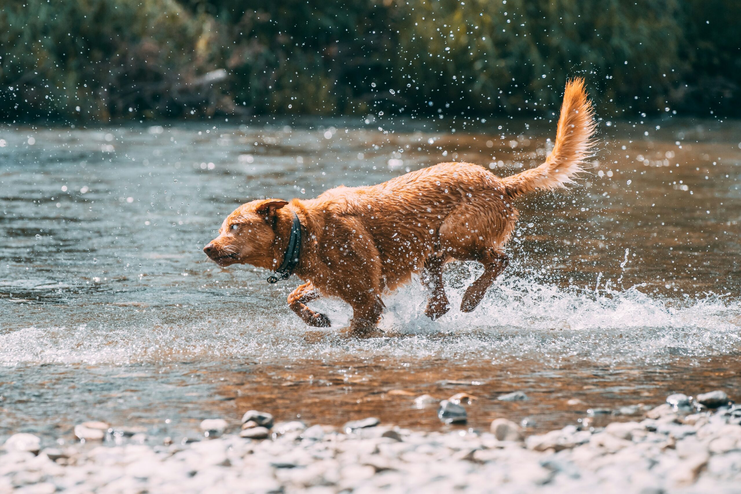 Dog Days of Summer: The Ultimate Guide to Dog-Friendly Adventures in Leavenworth