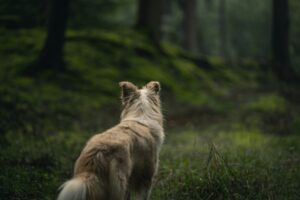 Dog days of summer: Walk in the forest with a pup