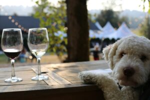 Dog leans on table of wine samplings 